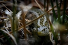 DSC_5508 Firben
