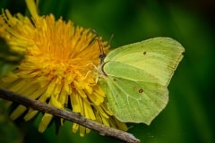 PH80341 Citron sommerfugl