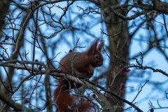 Rødt Egern
