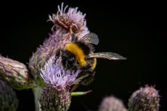 PHL6186 Brumbasse i tidselblomst
