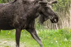 DSC_0204 Taget i Lille vildmose