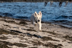 DSC_2497 Cosmo