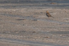 DSC4589 Fotograferet på Fanø