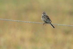 PH81631 Fotograferet på Kalvebod fælled