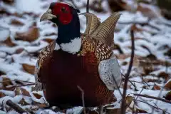 Fotograferet ved Bognæs (ved Roskilde)