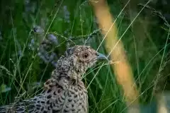 Fotograferet på Rømø