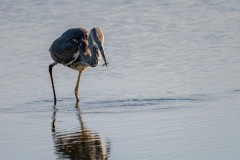 DSC4068 Fotograferet ved Vallensbæk og Ishøj strandenge