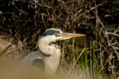 Fotograferet ved Vallensbæk havn