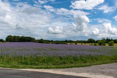 DSC_6743 Foto taget i Nordjylland