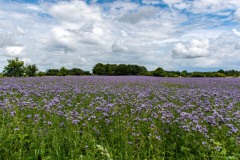 DSC_6744 Foto taget i Nordjylland