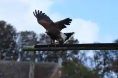 Russisk Steppeørn