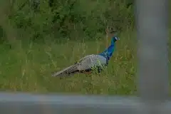 Påfugl