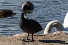 Fotograferet ved Fælled sø (Fælledparken)