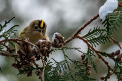 PHL0403 Fotograferet ved Bognæs