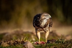 NEP_9385 Fotograferet på Fyn