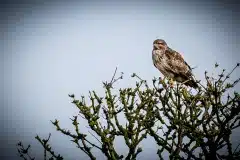 Fotograferet i Skåne