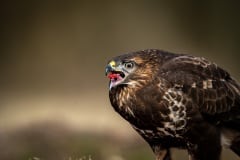 PHL7132 Fotograferet på Fyn