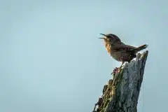 Fotograferet ved Ramsømagle sø