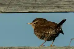Fotograferet ved Gundsømagle sø