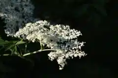 Hyldeblomst