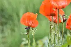 Valmuer