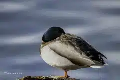 Fotograferet ved Damhussøen