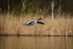Fotograferet ved Strødam Engsø