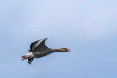 Fotograferet ved Strødam Engsø