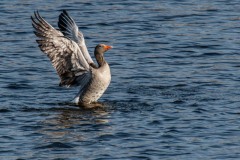 PHL7286 Fotograferet ved Hejresøen