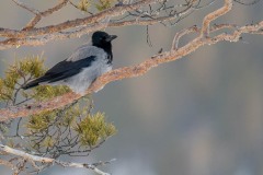 DSC5052 Foto taget i Kalvträsk, Sverige