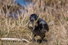 DSC8680 Foto taget ved Vallensbæk og Ishøj strandenge
