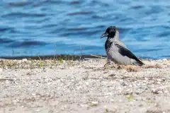 Fotograferet ved Tissø