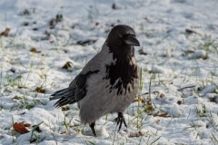 PHL9546 Fotograferet ved Tueholmsøen