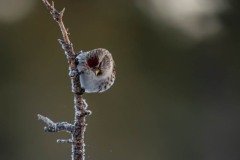 PH80140 Fotograferet i Sverige