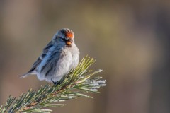 PH80600 Fotograferet i Sverige