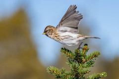 PH81285 Fotograferet i Sverige