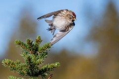 PH81530 Fotograferet i Sverige