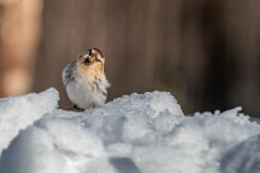 PH89800 Fotograferet i Sverige