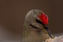 DSC4872 Fotograferet i Kalvträsk, Sverige