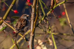 DSC7859 Fotograferet ved Frederiksdal
