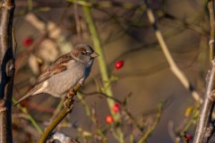 DSC7861 Fotograferet ved Frederiksdal