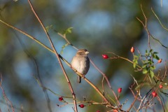 DSC8997 Fotograferet ved Frederiksdal