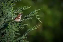 Fotograferet i Polen