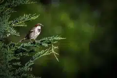Fotograferet i Polen