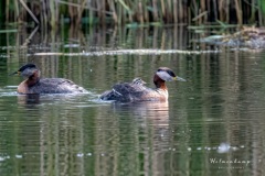 DSC_5912 Fotograferet i Smørmosen