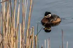 Fotograferet i Hejresøen, Kalvebod fælled