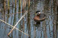 Fotograferet i Hejresøen, Kalvebod fælled