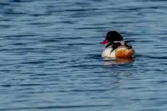 Fotograferet ved Holløse Bredning