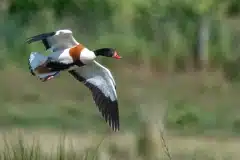 Fotograferet vedTempelkrogen