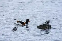 Fotograferet ved Holløse Bredning